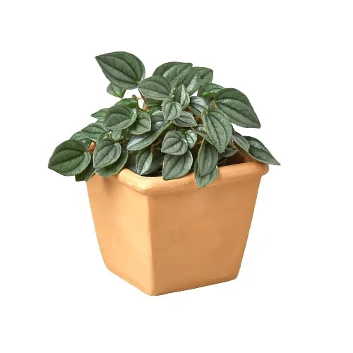 1 Pre-Potted Subscription Box - Detroit House of Plants