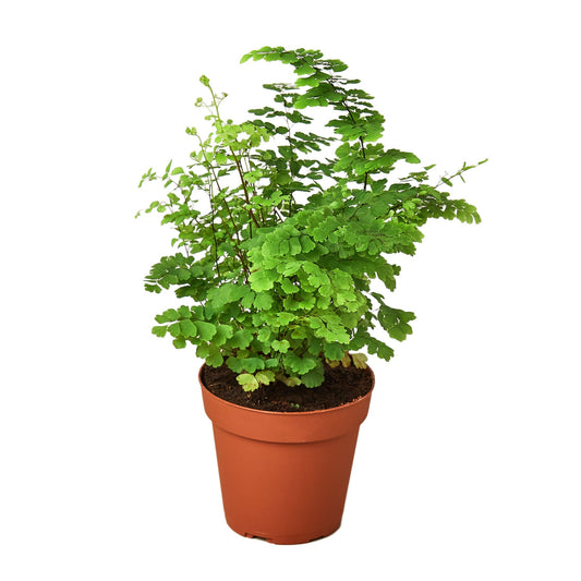 4" Pot - 'Maidenhair' Fern