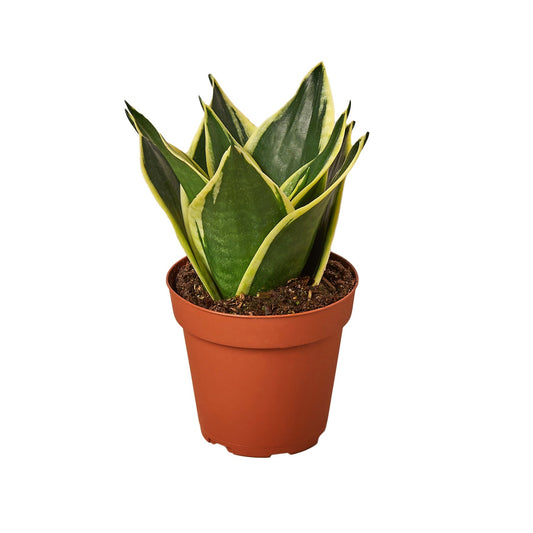 4" Pot - Snake Plant Black Gold